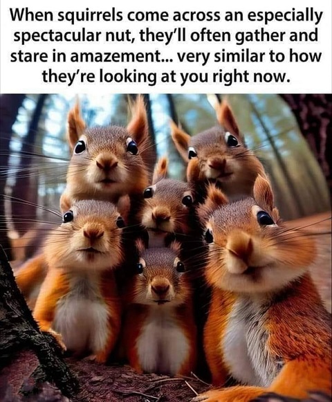 squirrel nuts.jpg